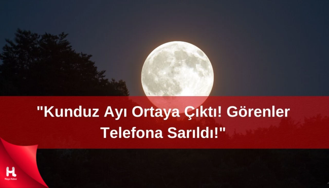 'Kunduz Ayısı Görenlerin Heyecan Dolu Anıları!'