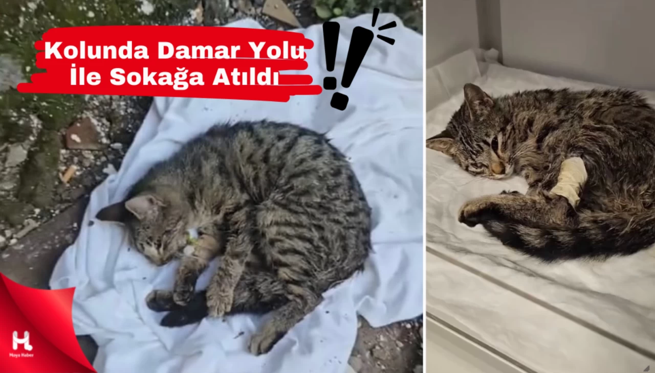 Sokağa Terk Edilen Kediye Mucize Dokunuş: İyilik Kazandı!