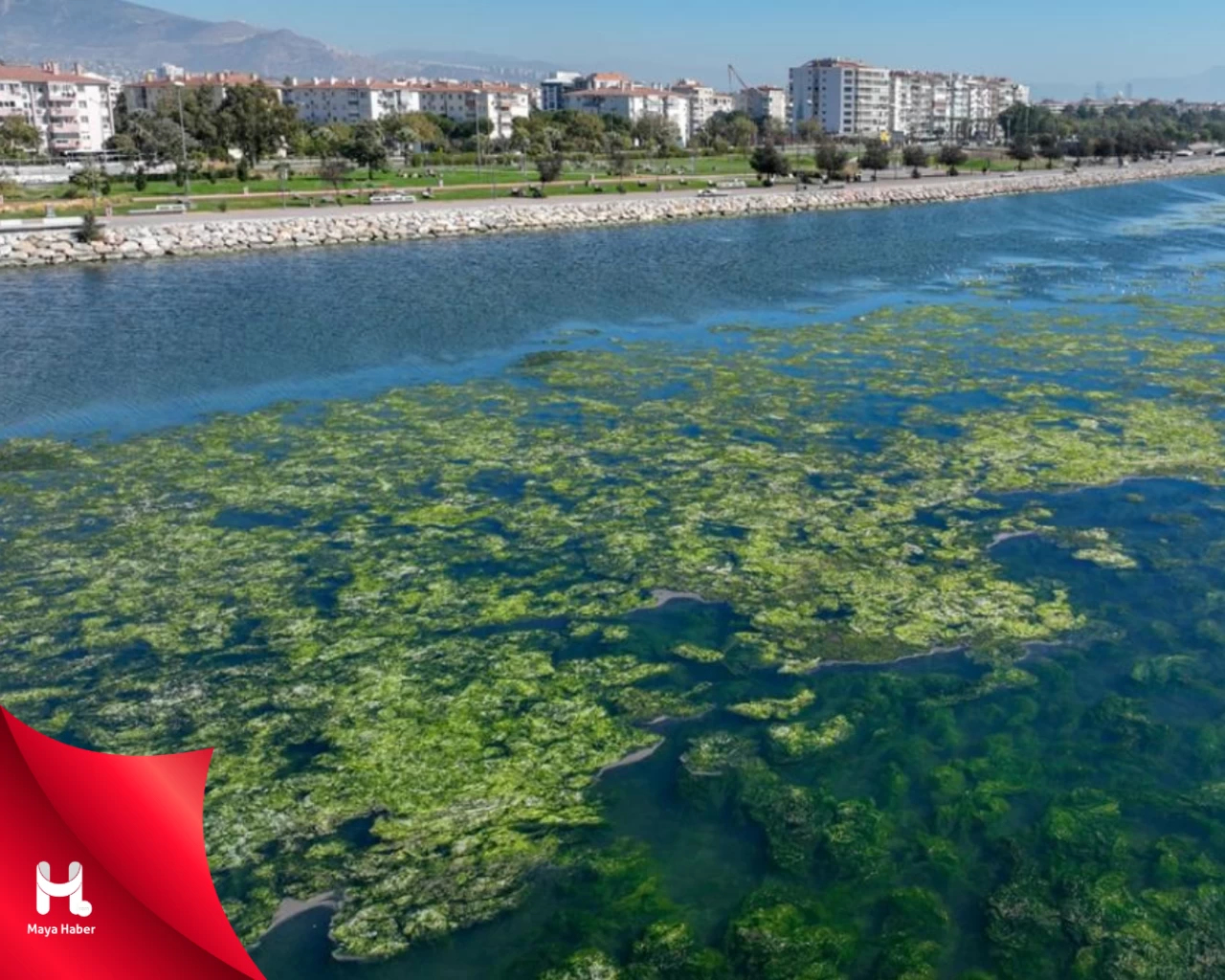 "İzmir Körfezi'nde Yosun Sorunu: Çevre Tehdidi Büyüyor"