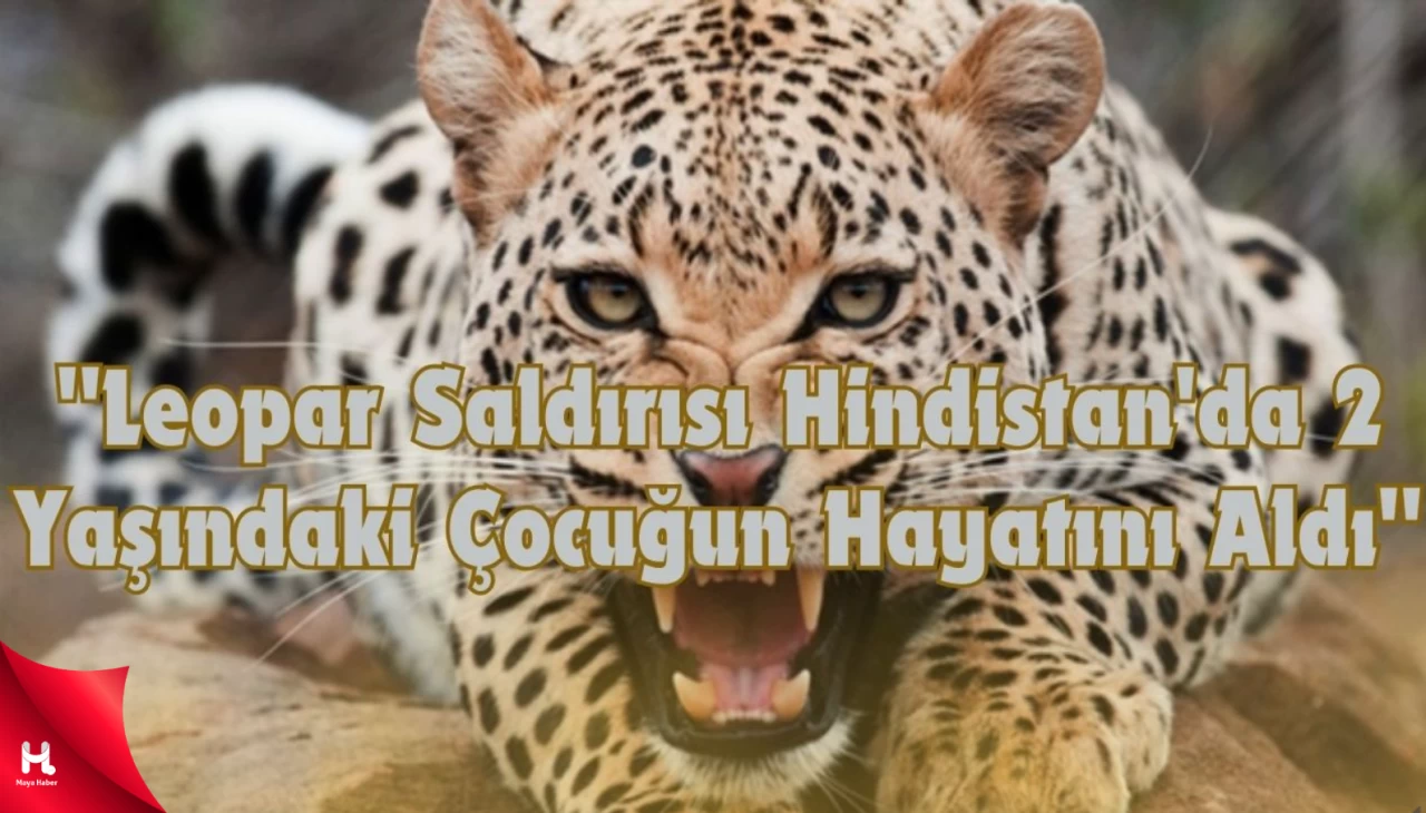 "2 Yaşındaki Çocuğa Bahçede Leopar Saldırdı: Feci Kaza!"