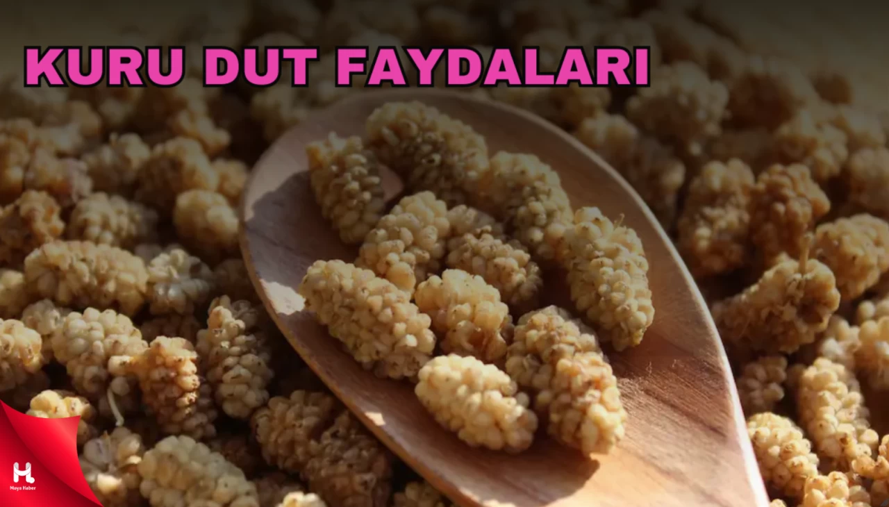 1 Avuç Kuru Dutun Şaşırtan Faydaları! Ve Zararları Neler?