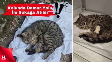 Sokağa Terk Edilen Kediye Mucize Dokunuş: İyilik Kazandı!