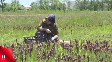 Kilosu 6 Bin Liraya Ulaştı: Doğal Hazine En Fazla O İlçede Üretiliyor