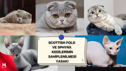 Hollanda, Scottish Fold ve Sphynx Kedilerinin Sahiplenilmesini Yasakladı