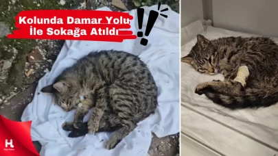 Sokağa Terk Edilen Kediye Mucize Dokunuş: İyilik Kazandı!