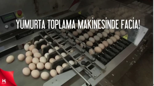 İzmir' in Foça İlçesinde Yumurta Toplama Makinesi Can Aldı!