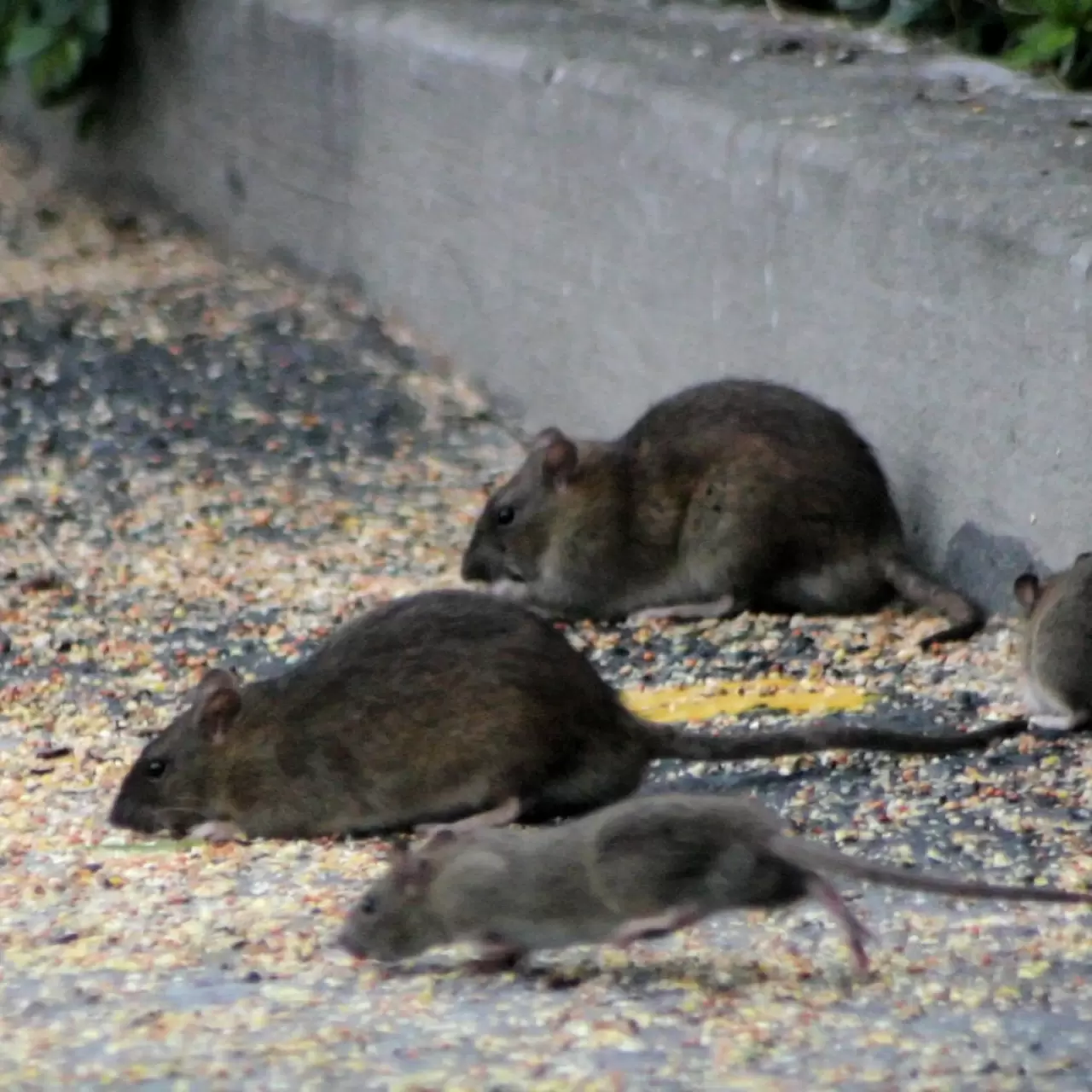 Five Signs You Have a Rat Infestation · ExtermPRO