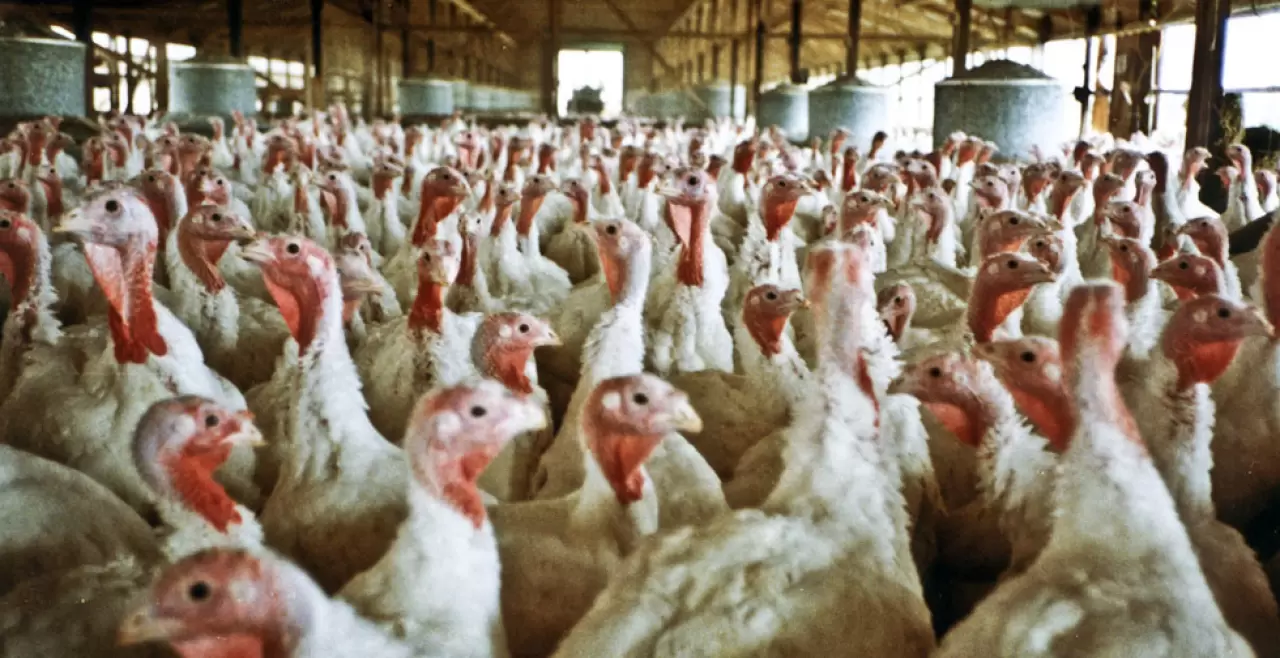 Bird Flu Returns to U.S. Turkey Industry, as Thanksgiving Slaughter Looms